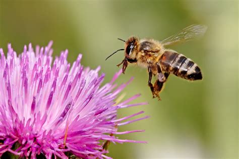 Beekeeping 101: Why Raise Honeybees? | The Old Farmer's Almanac