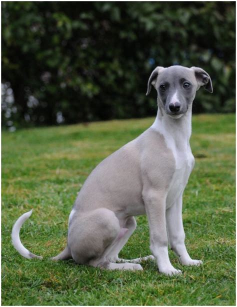 Whippet - Puppies, Pictures, Facts, Rescue, Temperament, Breeders | Animals Breeds