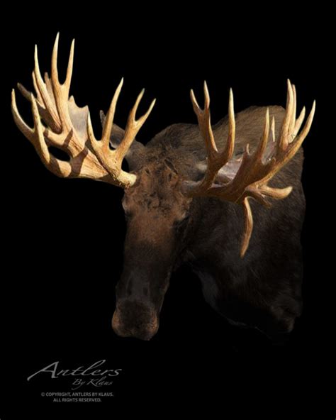 World Record Hook Bull Moose - Antlers by Klaus