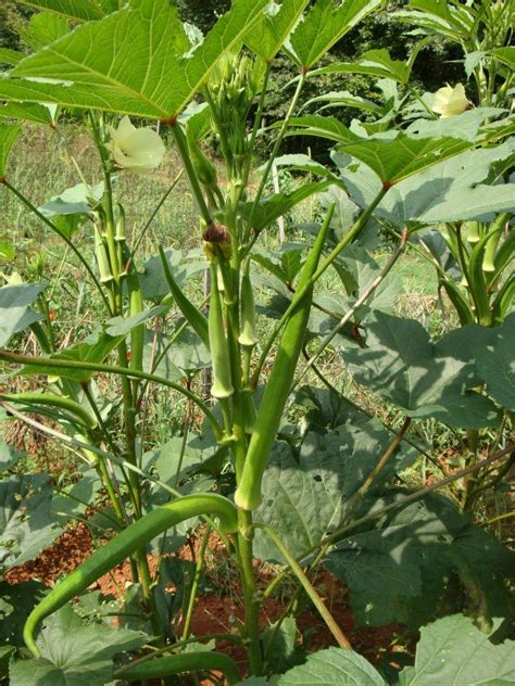 What Does An Okra Plant Look Like - Plant Ideas