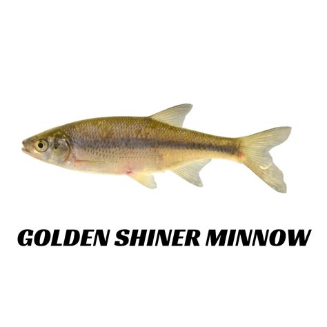 Order Live Sport Fish and Bait Fish Online — Sport Fish Direct