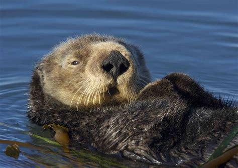 Survey Reveals Southern Sea Otter Population Decline | Defenders of Wildlife