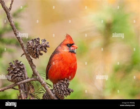 Northern Cardinal, Cardinalis cardinalis, in North Carolina in November ...