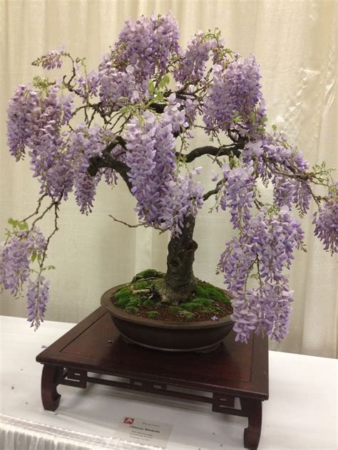 Chinese Wisteria Bonsai - | Wisteria bonsai, Bonsai tree care, Bonsai