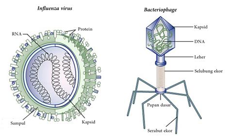 STRUKTUR DAN PENJELASAN VIRUS - TERTAWA DAN MENAGIS