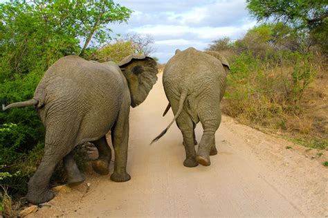 TheTravelingTeacher: Kruger National Park | Mpumalanga | South Africa