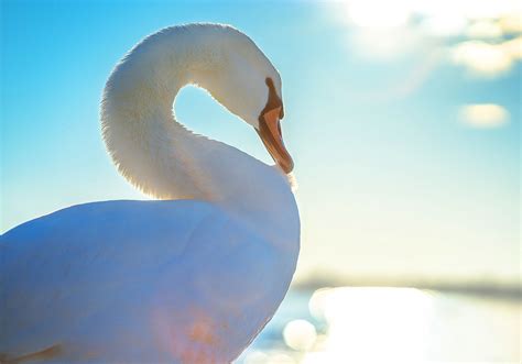 Swan Symbolism & Spiritual Meaning (+ Spirit Animal) | World Birds