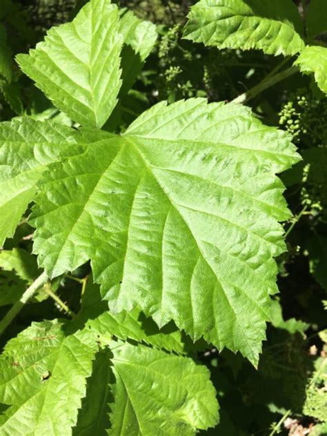 Red Alder (Alnus rubra) – Friends of Gualala River