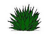 Desert plant clipart - Clipground