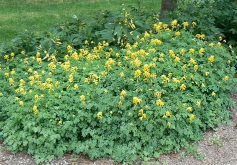 Corydalis lutea Yellow Corydalis | Garden Center Marketing