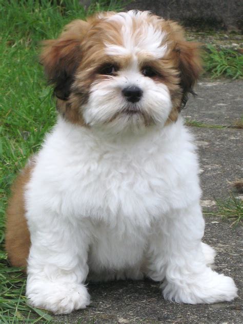 Lhasa Apso - Puppies, Rescue, Pictures, Information, Temperament, Characteristics | Animals Breeds