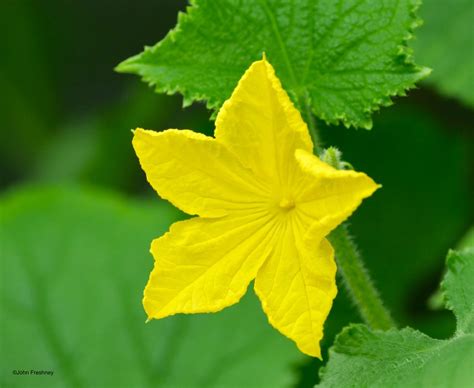 Cucumber Flower | Cucumbers still going strong in my greenho… | John ...