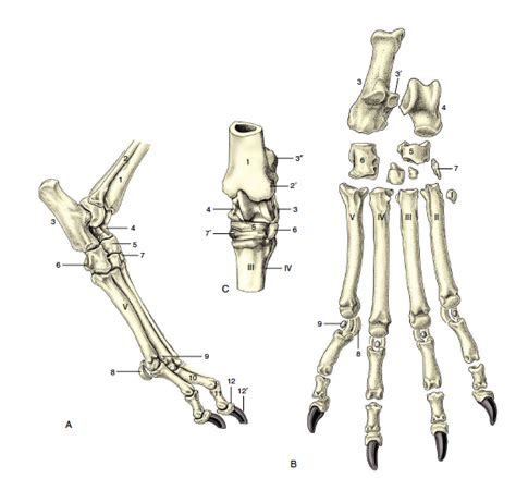 VM625 Canine Tarsus Diagram | Quizlet