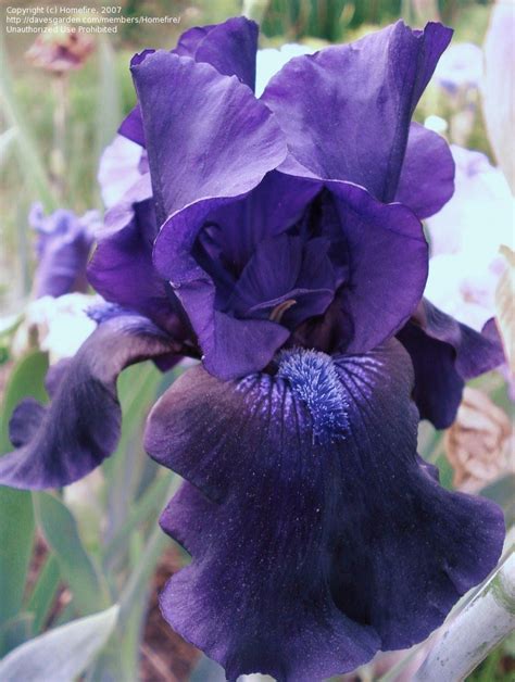 PlantFiles Pictures: Tall Bearded Iris 'Night To Remember' (Iris) by Homefire