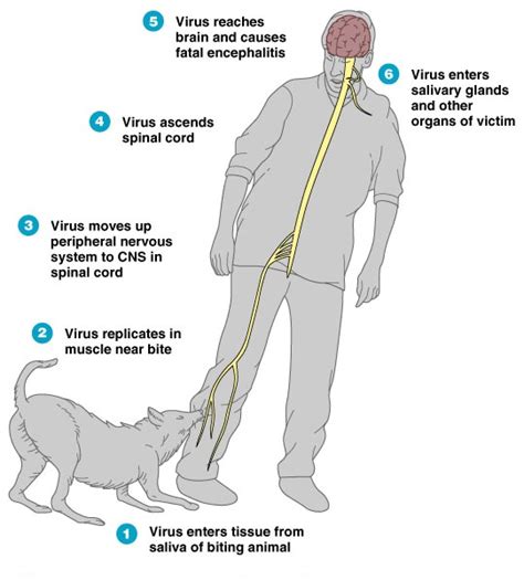 RABIES | MetroHealth HMO