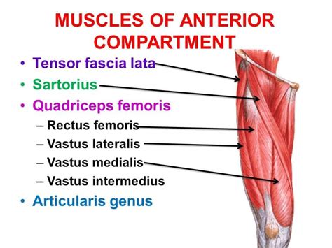 Discussion on Anterior compartment of the thigh – Platform | CME