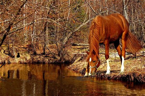 Beautiful Autumn Horses Wallpapers - Wallpaper Cave