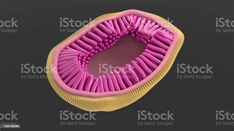 Influenza Virus Showing The Structure Of The Influenza Virion Stock Photo - Download Image Now ...