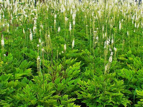 Black cohosh - info, planting, care and tips - live-native.com