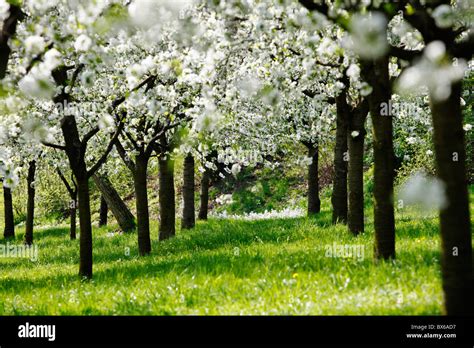 Apple tree in prague hi-res stock photography and images - Alamy