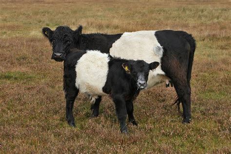 Gower Wildlife: Belted Galloway Cattle on Cefn Bryn