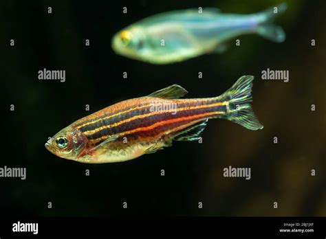 Danio rerio hi-res stock photography and images - Alamy