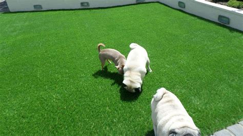 Is Artificial Grass Toxic To Dogs