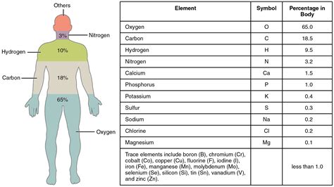 File:201 Elements of the Human Body-01.jpg - Wikimedia Commons