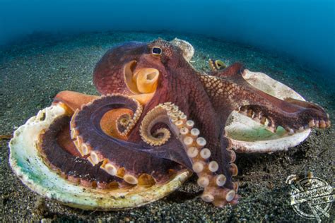 Beautiful Underwater Photos Show Octopuses on the Floor of the Pacific Ocean | Media Drum World