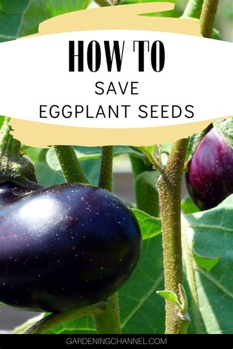 How do you get seeds from eggplant? - Gardening Channel