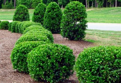 Pruning Shrubs - Dos and Don'ts - Bob Vila