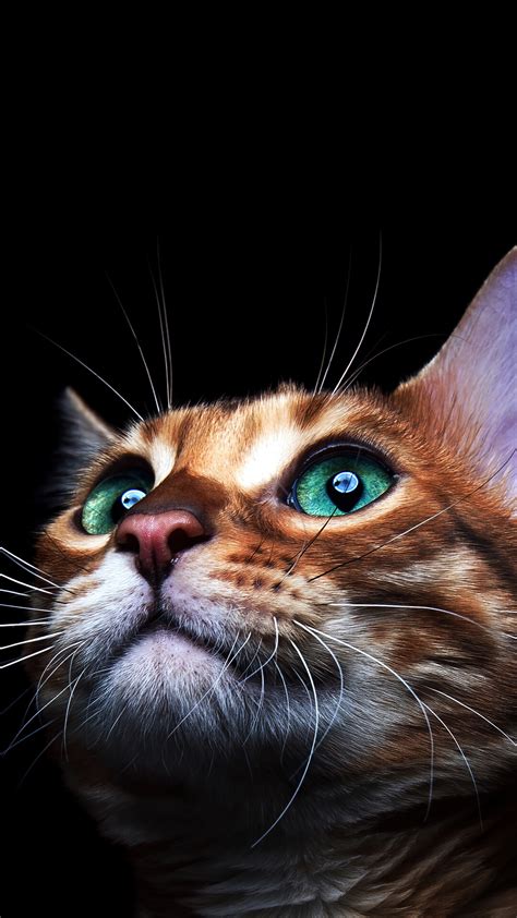 #8.3230, Cat, Eyes, 4K Wallpaper PC Desktop