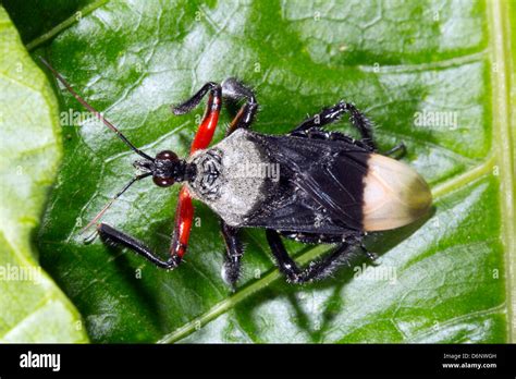 Assassin Bug (Family Reduviidae) in the rainforest, Ecuador Stock Photo - Alamy