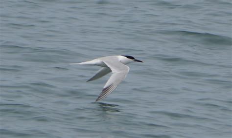 Wilde About Birds: Taking Terns