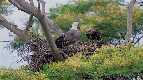 White-bellied Sea Eagle Nesting - YouTube