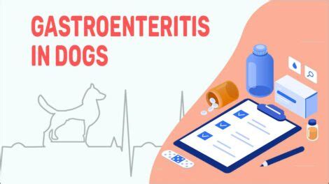 Gastroenteritis In Dogs - Symptoms, Causes & Treatments - Petmoo