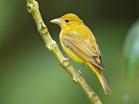 Female Summer Tanagers (Male vs Female Identification) | Birdfact