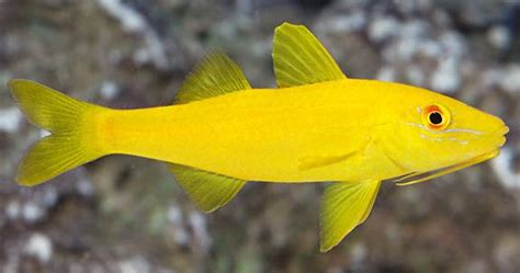 Yellow Goatfish