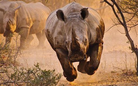 animals, Rhino, Savannah, Desert, Nature Wallpapers HD / Desktop and ...