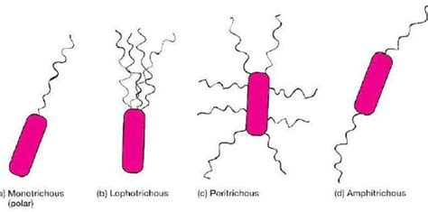 Bacterial Flagella: Structure, importance and examples of flagellated bacteria - Learn ...