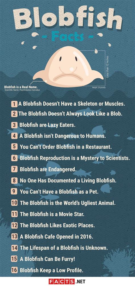 17 Best Blobfish Facts - Appearance, Diet, Predators & More | Facts.net