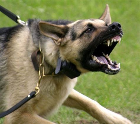 Causes of Dog Aggression | PetHelpful