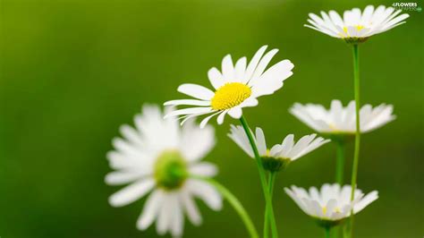 White, daisy - Flowers wallpapers: 1920x1080