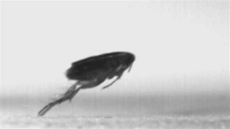 Mystery of how fleas jump resolved | University of Cambridge