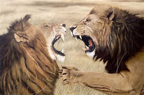 Fighting Lions | Adventkalender, Adventskalender