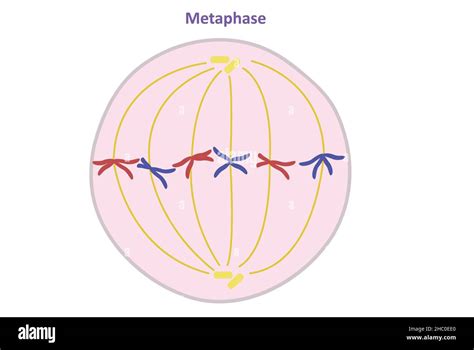 Metaphase Of Mitosis