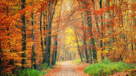 Fall Foliage: The Changing of the Leaves | Homegrown | NC State University