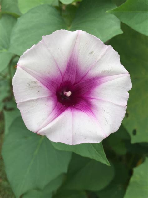 Sweet Potato Flower Free Stock Photo - Public Domain Pictures