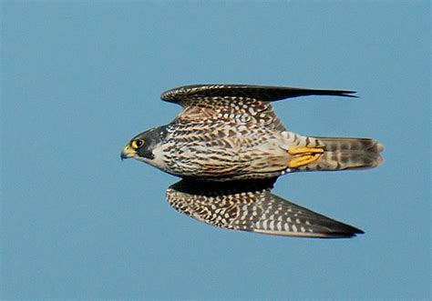 Speed (Peregrine Falcon (Falco peregrinus) in Flight) | Flickr