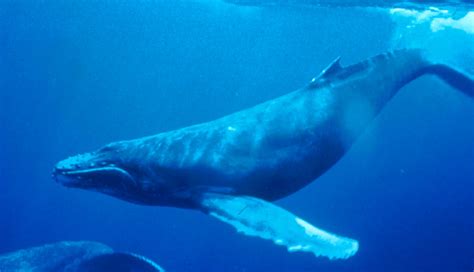 File:Humpback Whale underwater shot.jpg - 維基百科，自由嘅百科全書